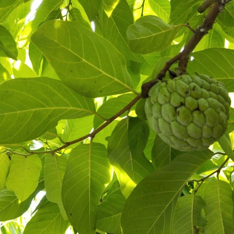 

daun srikaya fresh per lembar