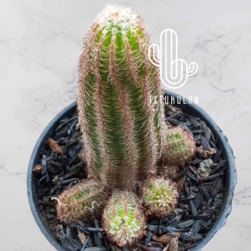 Kaktus Echinopsis Chamaecereus Kaktus Hidup Kaktus Sukulen Kaktus Hidup Tanaman Hias Kaktus Sukulen 
