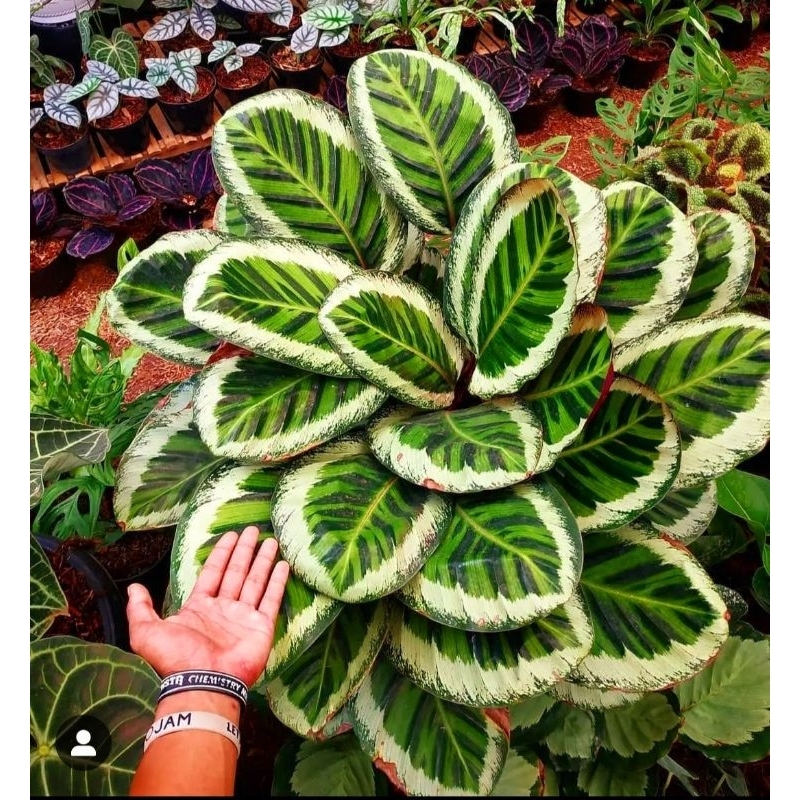 COD- Tanaman hias Calathea Angela bibit import rawatan mulus no defect real pict/chalathea anjela/ka