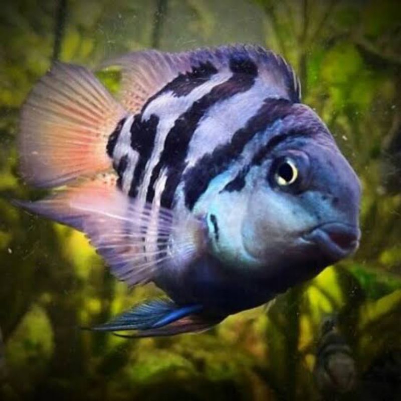 

sticker ikan blue pollar induk sepasang
