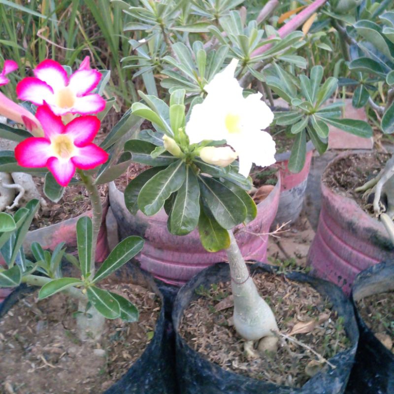 ADENIUM,adenium bahan grafting