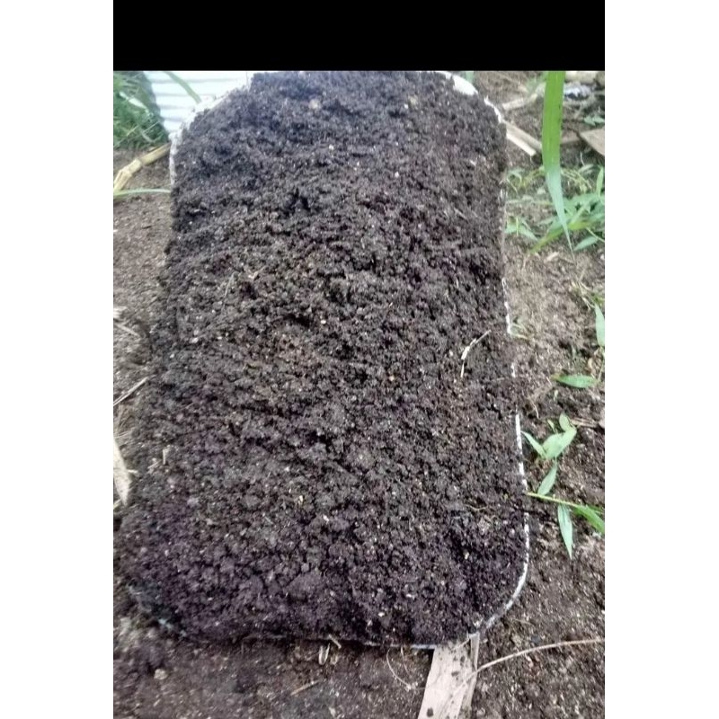 pupuk kandang /kotoran sapi