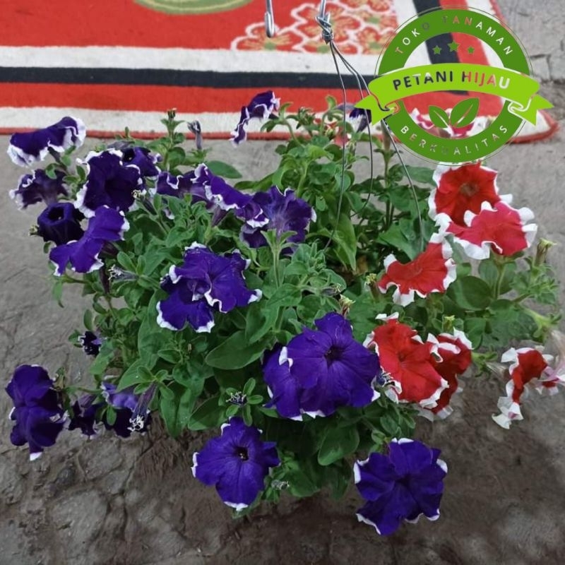 tanaman hias petunia bunga random (dikirim plus pot)