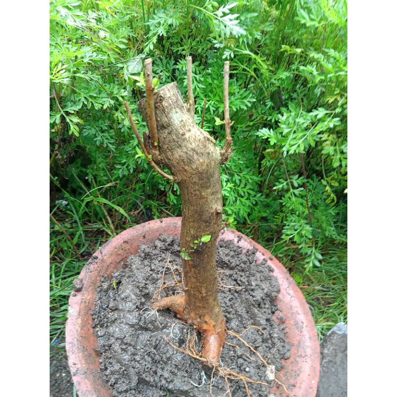 bahan bonsai wahong dongkelan