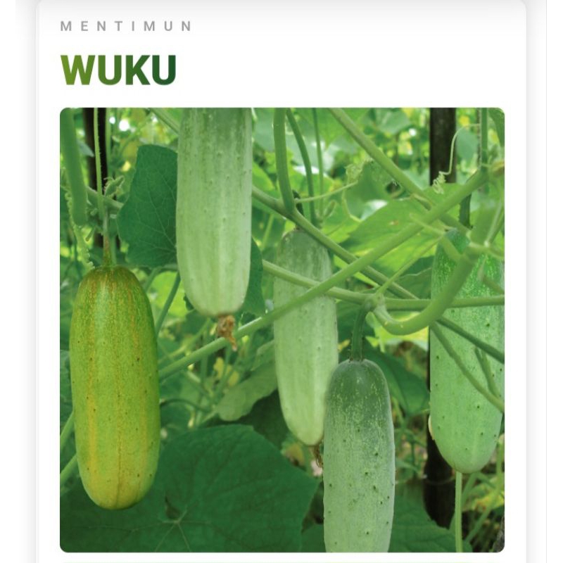 25 Biji Mentimun WUKU | Timun WUKU | Benih Sayuran