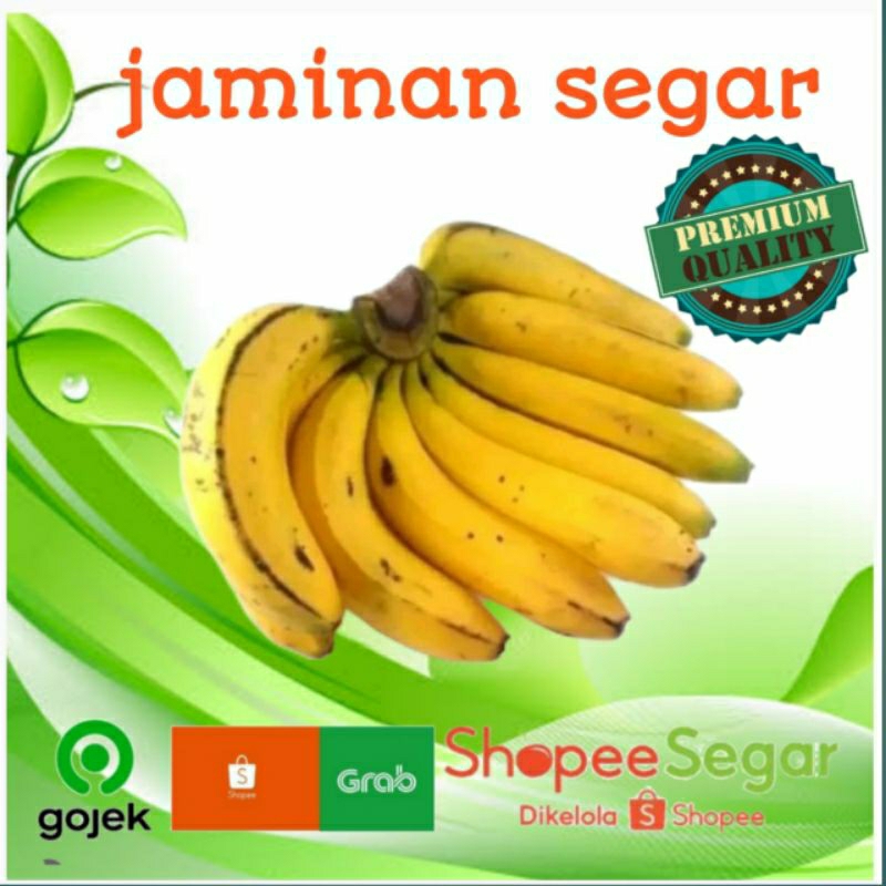 

PISANG RAJA PERSISIR