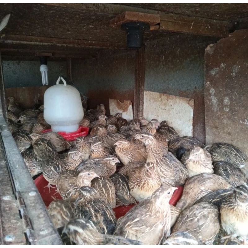 Burung Puyuh Remaja Hidup Murah