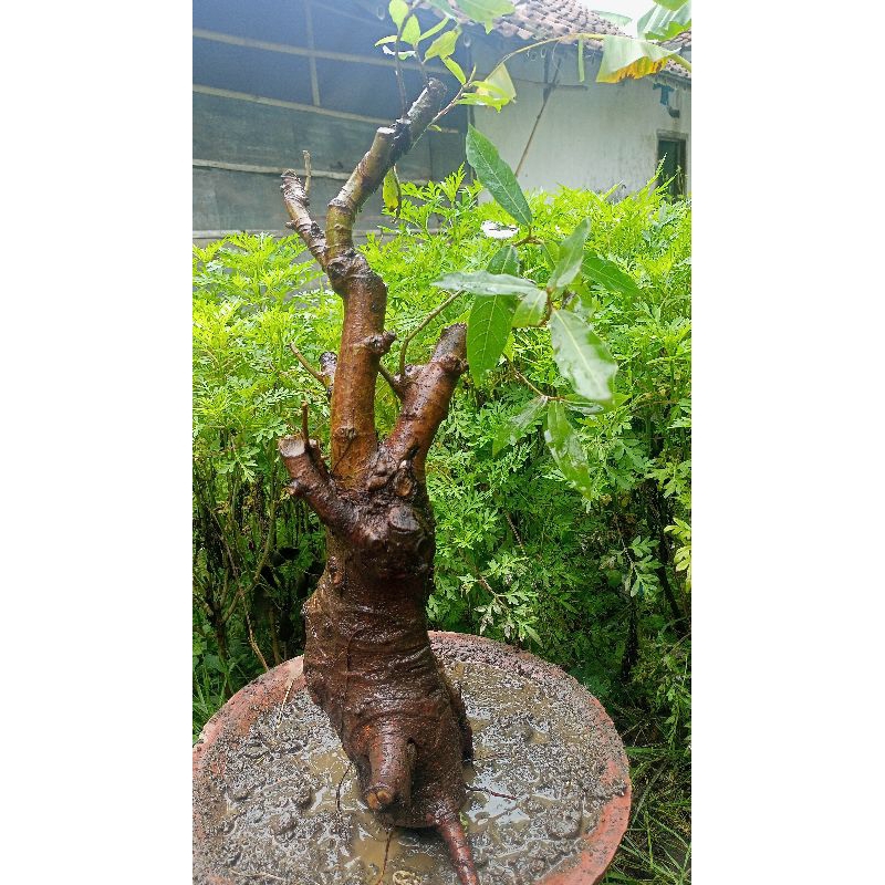 bahan bonsai Loa dongkelan
