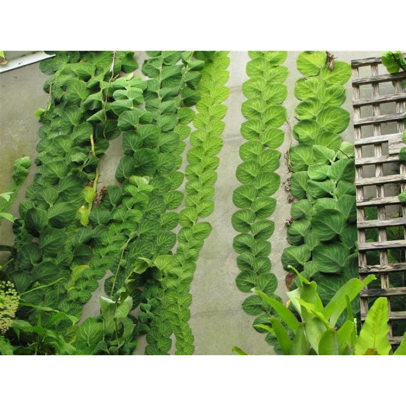 Tanaman Hias Merambat Dolar - Pohon Dolar rambat dinding Jumbo Daun Besar// tanaman hidup-bunga hidu