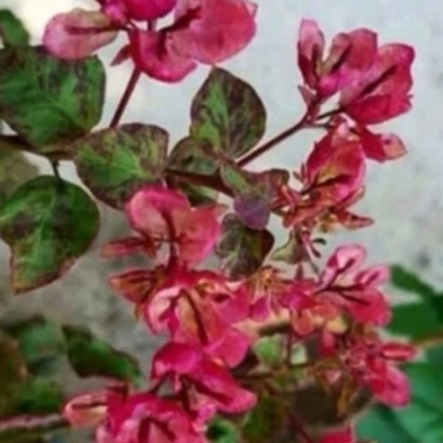 Bugelville Black Maria