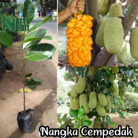 BIBIT NANGKA CEMPEDAK OKULASI