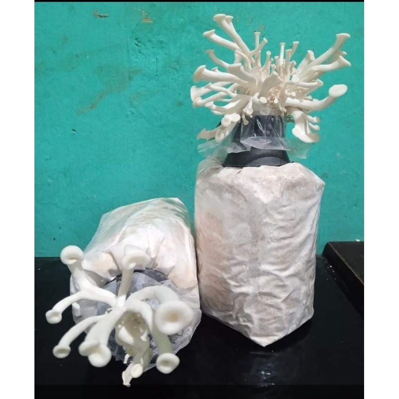 bibit jamur tiram putih f3