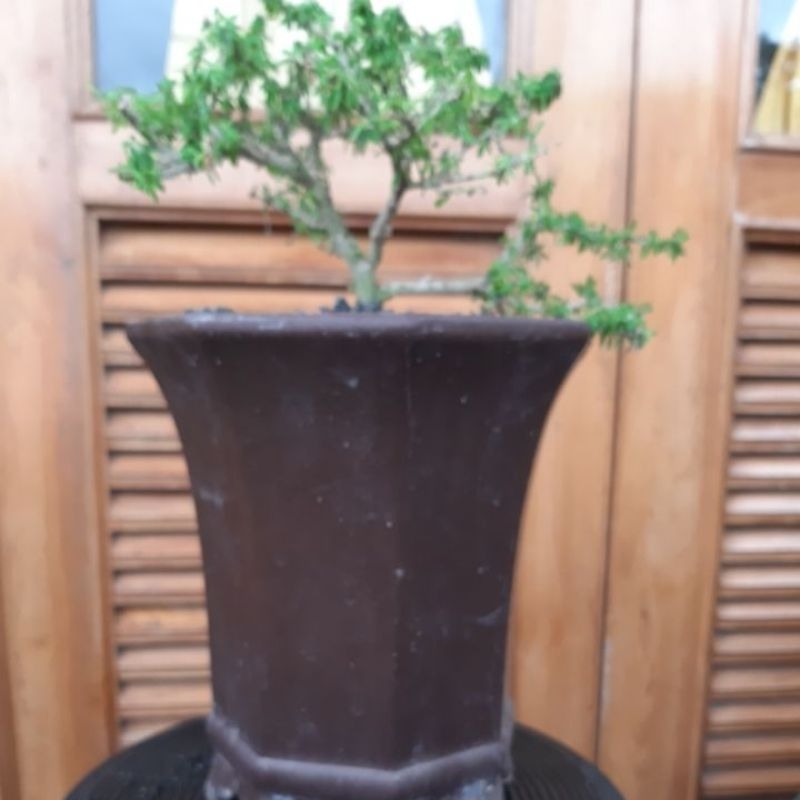 saeng simbur thailand