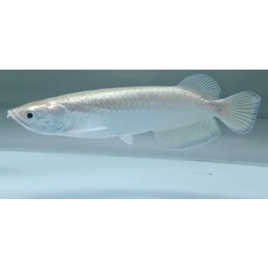 Ikan Arwana Jardini Read Pearl 15 cm+