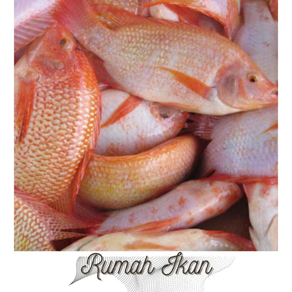 

Ready Mujair Merah Segar 1KG