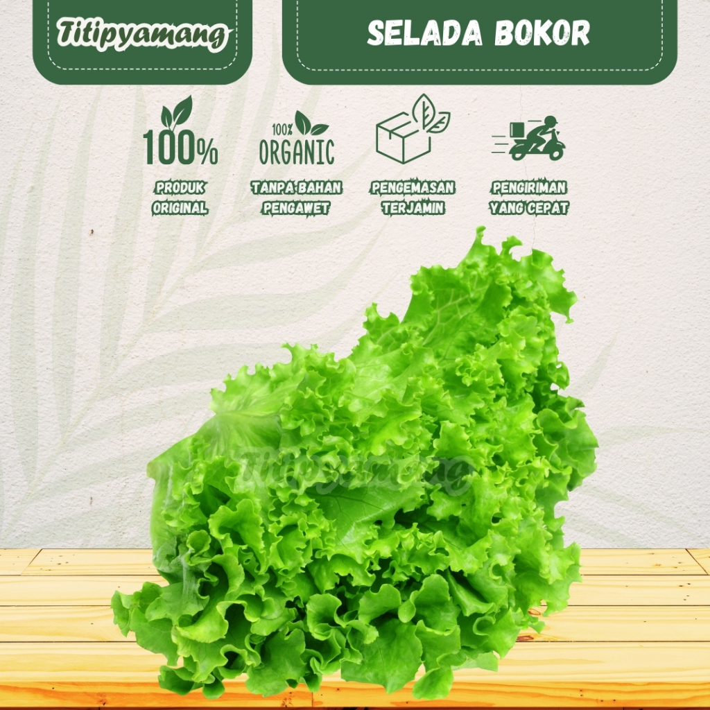 

Selada Keriting Hijau | Selada Bokor