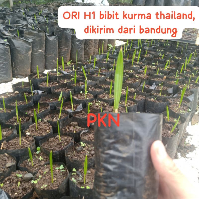 H1 bibit kurma asli thailand ( mohon baca Deskripsi ya)