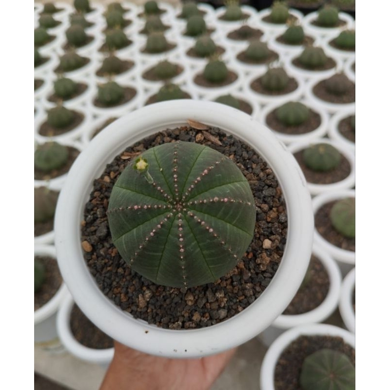 tanaman suculent dan kaktus euphorbia obesa
