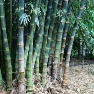 Bibit bambu petung,bibit stek bambu petung siap tanam,perbatang,murahh