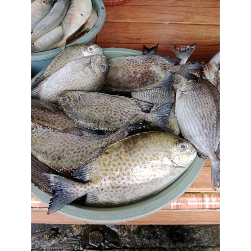 

IKAN BARONANG SEKILO (ISI 6/7)