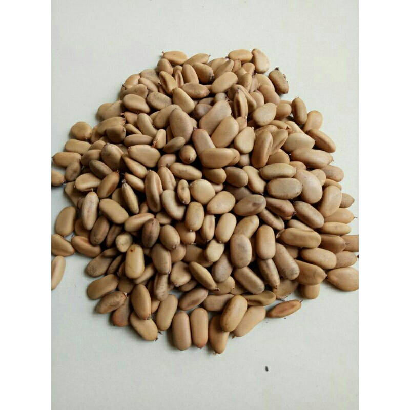 

Biji/benih secang/Biancaea sappan 100gr