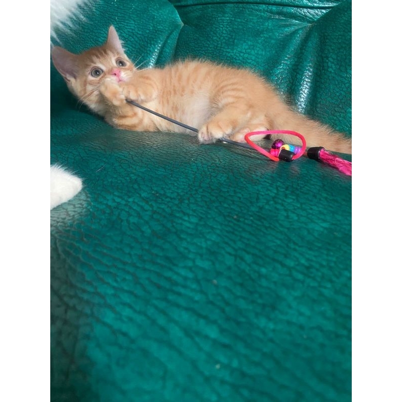 Kitten Munchkin X BSH kucing cebol