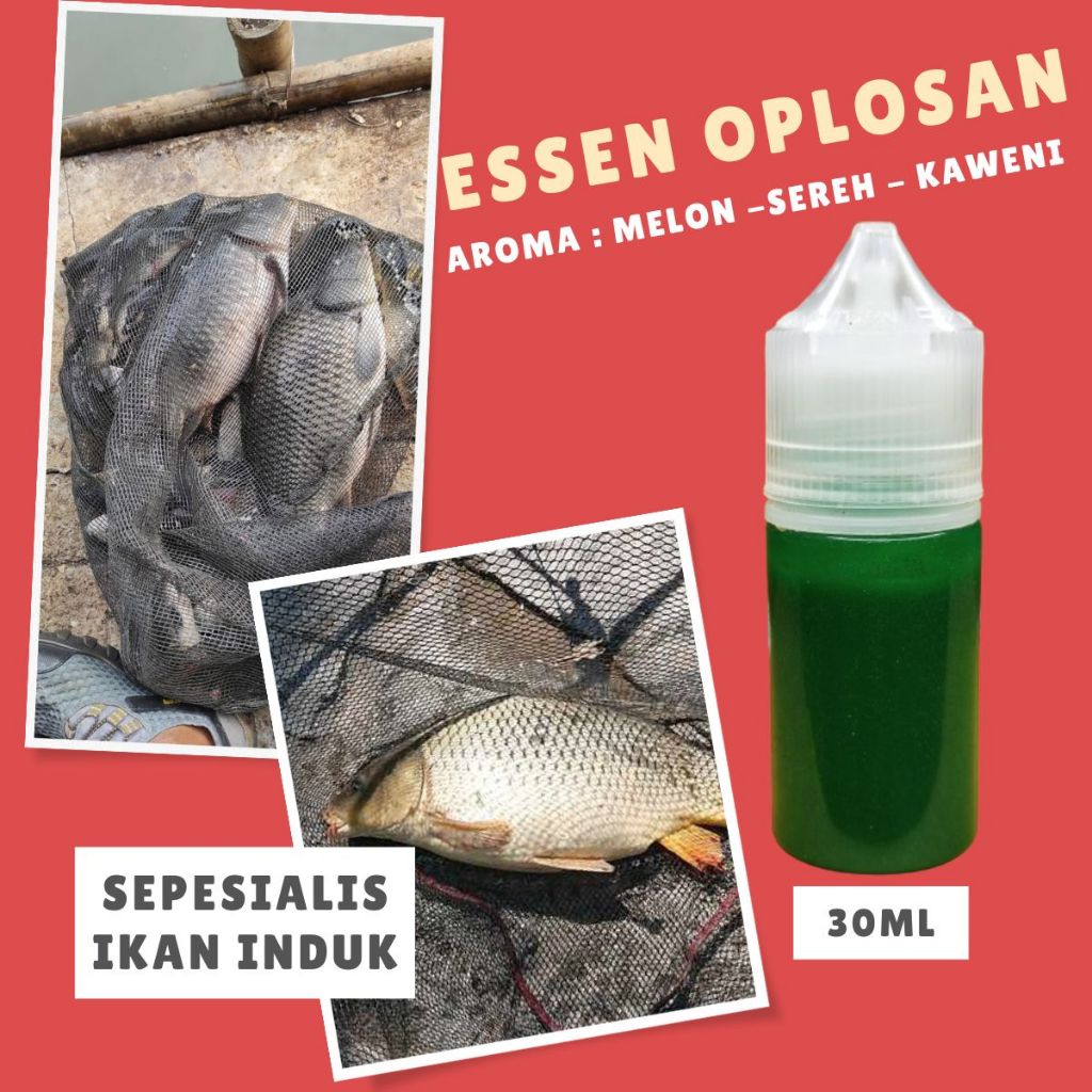 Essen gacor ikan mas, Essen ikan mas babon, Essen ikan mas rame, umpan ikan mas paling ampuh buat lo