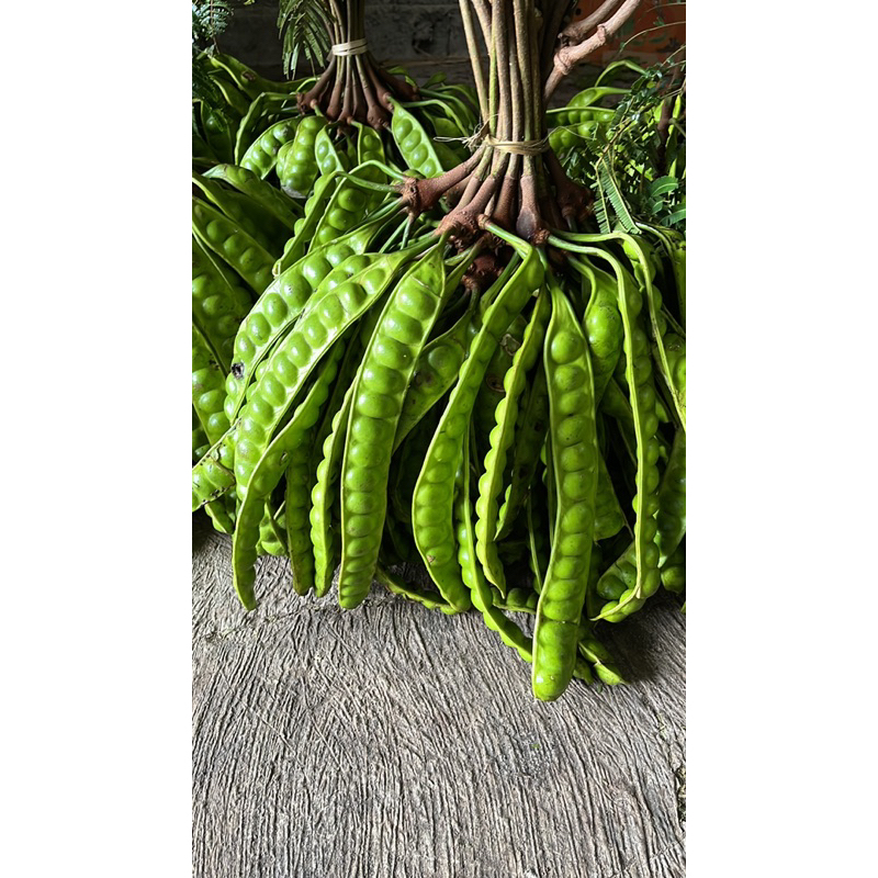 

PETE 5 PAPAN TERMURAH SEDANG SUPER