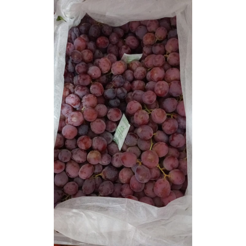 

anggur red globe uking