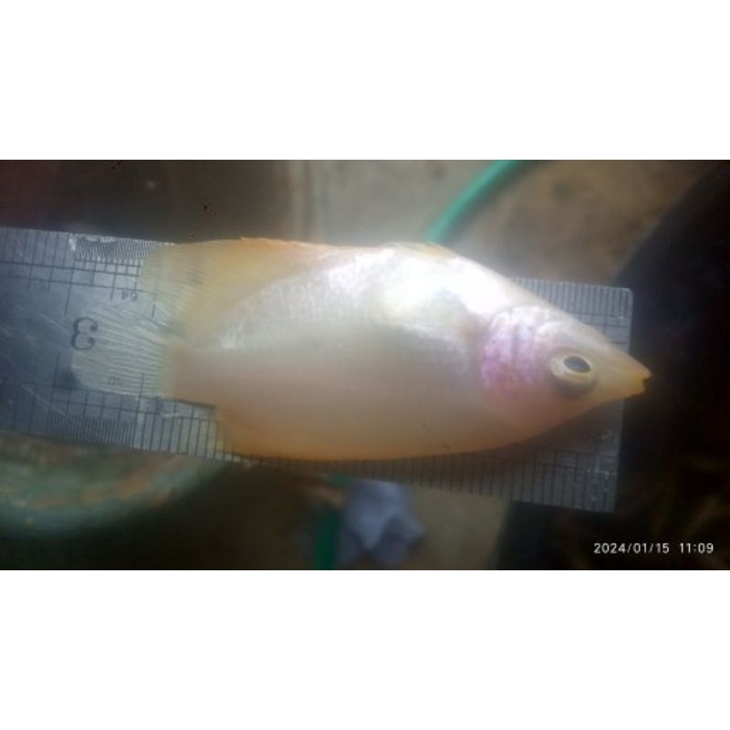 Bibit anakan ikan gurame merah/padang