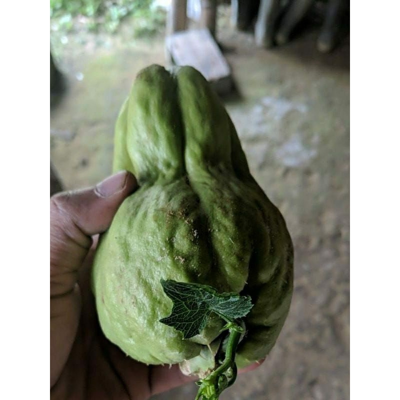 Bibit labu siam super atau Jipang BENIH LABU SIAM / BIJI LABU SIAM siap tanam