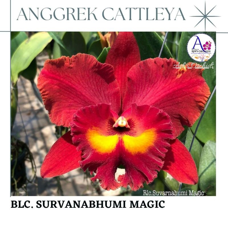 Anggrek Cattleya Blc. Survanabhumi Magic