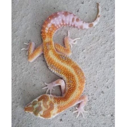 Figur Gecko WY tremper