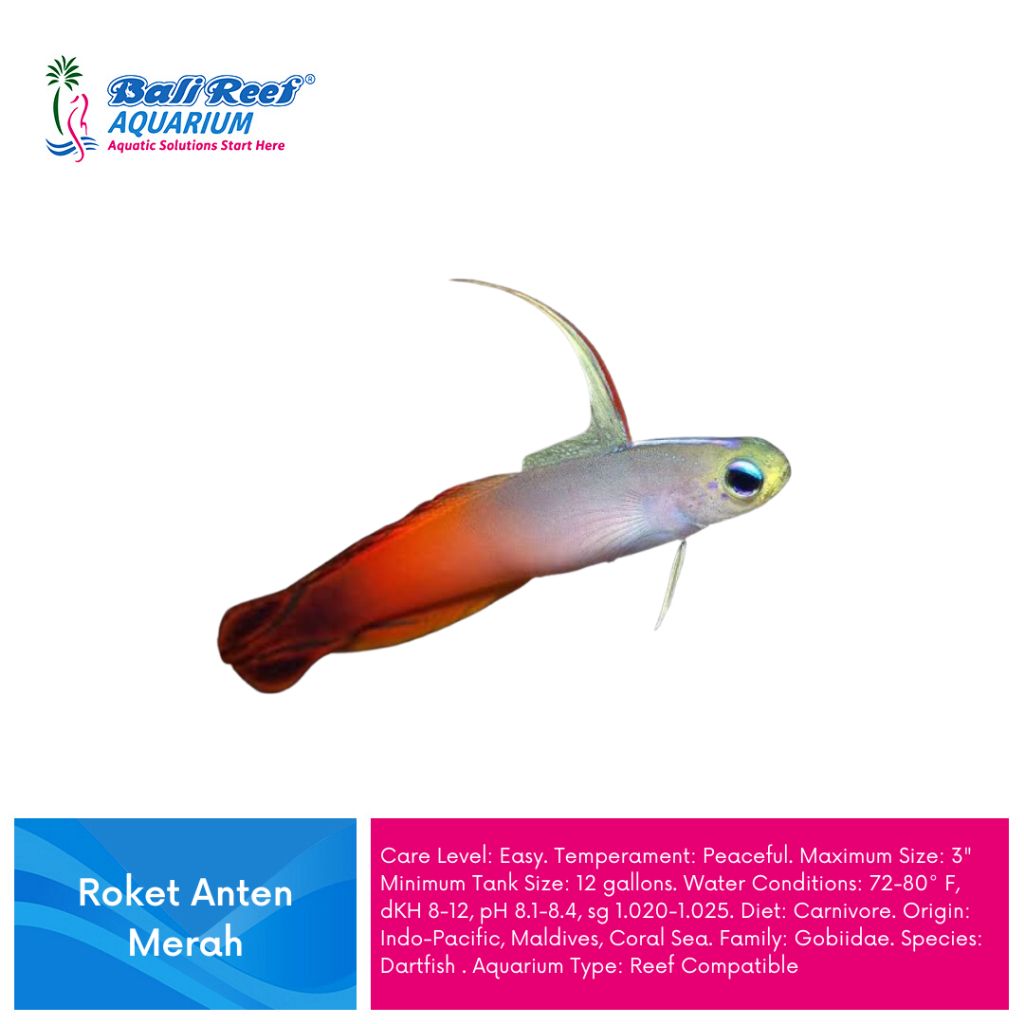Ikan Hias Air Laut Firefish Roket Anten Merah