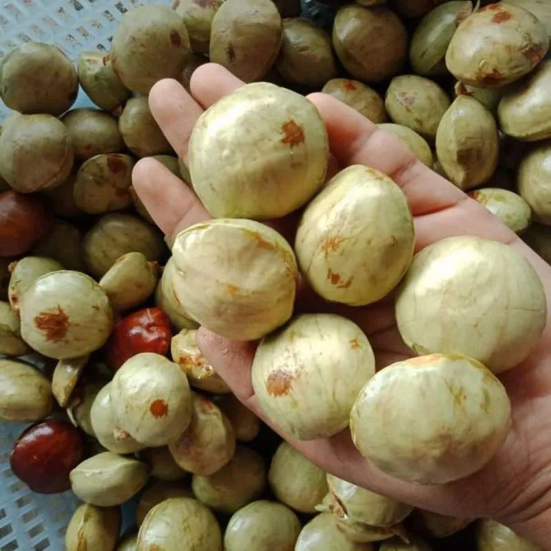 

JENGKOL TUA 1KG