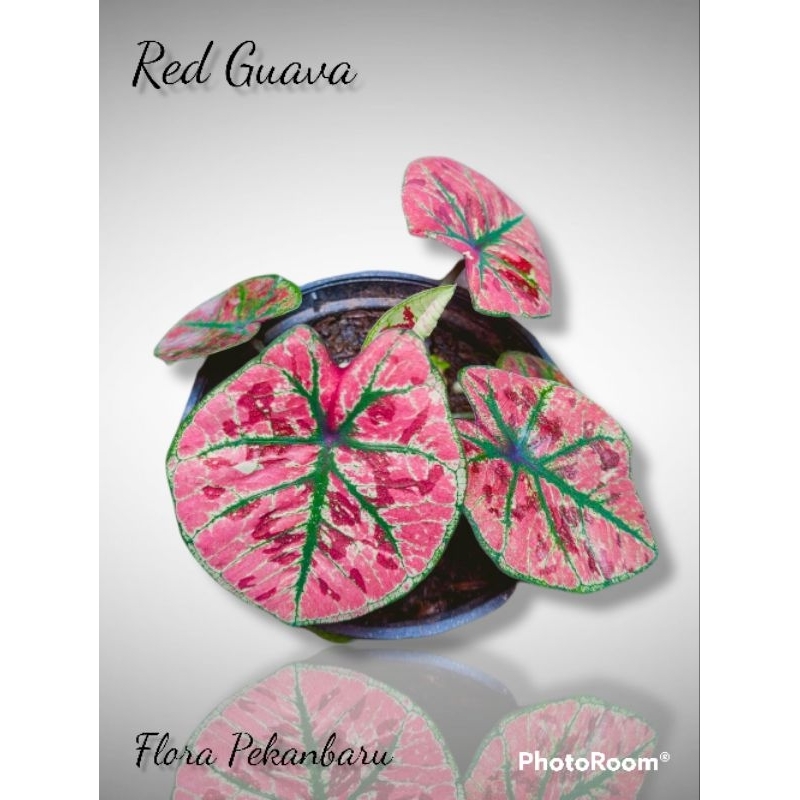 Caladium Red Guava thai series