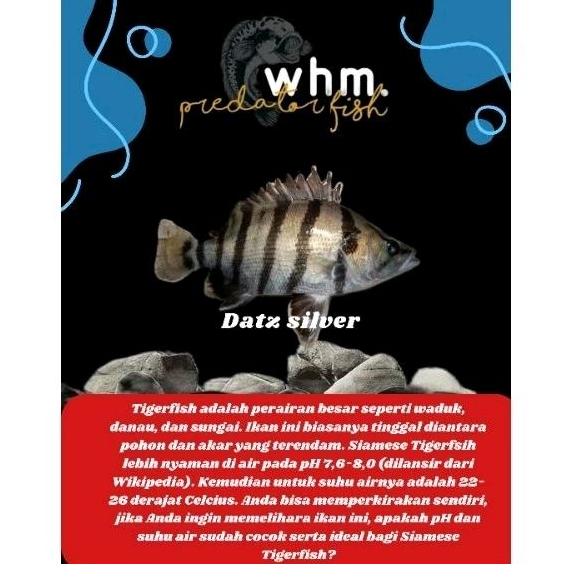 Datz silver 14-15 cm (Mainan Ikan)