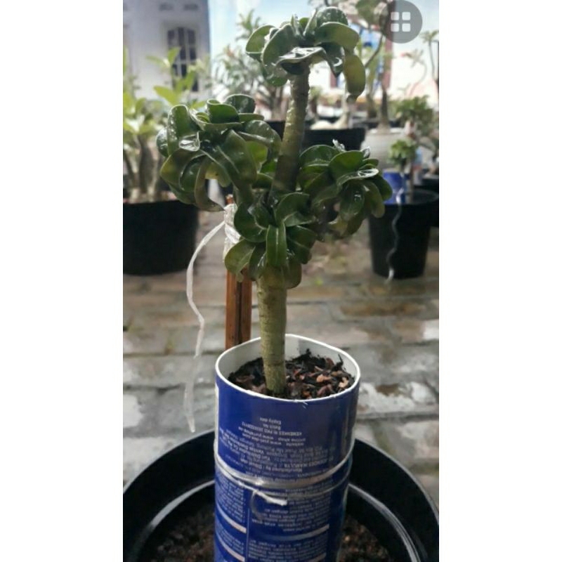 Adenium DHA (Dorset Horn Adenium) Long Coudex