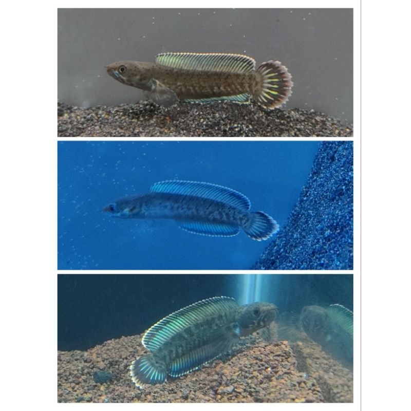 Channa andrao 5-6 single tank grade A+