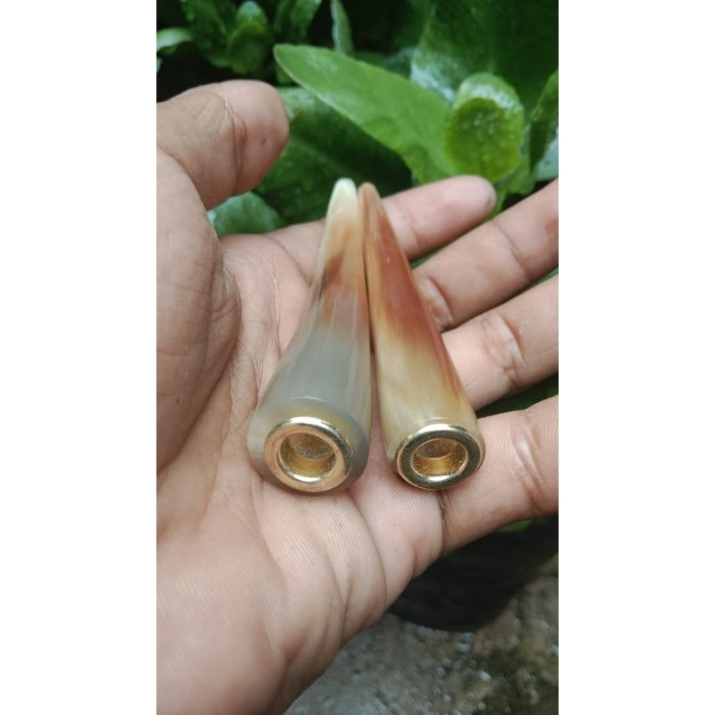 Once tanduk kerbau bule