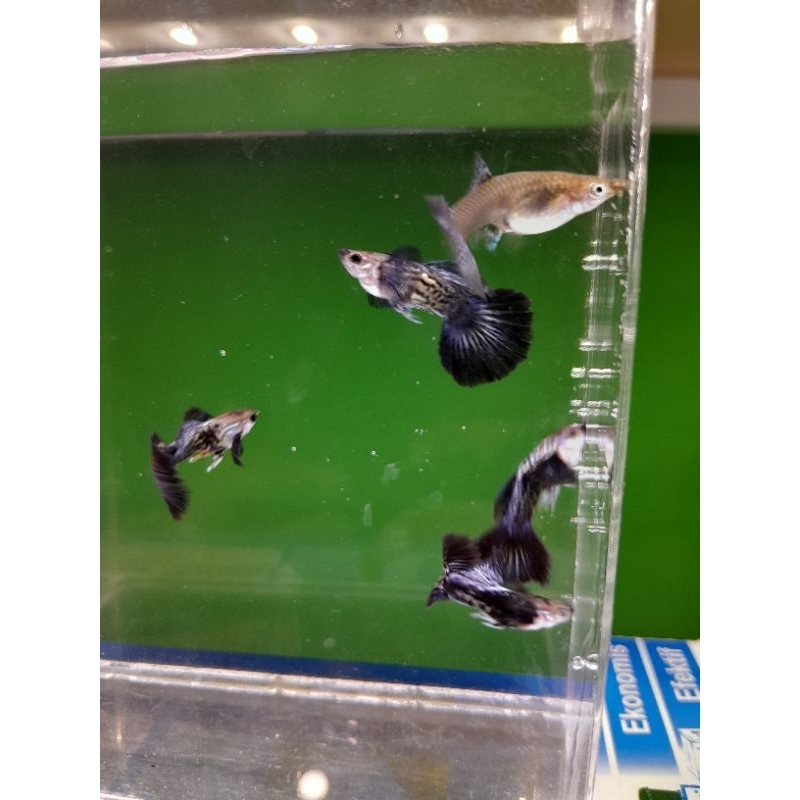 sepasang,guppy,blue,dragon