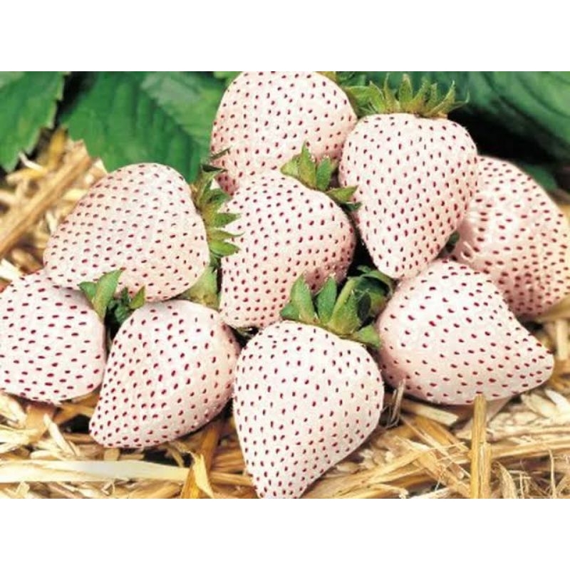 Bibit Strawberry Putih