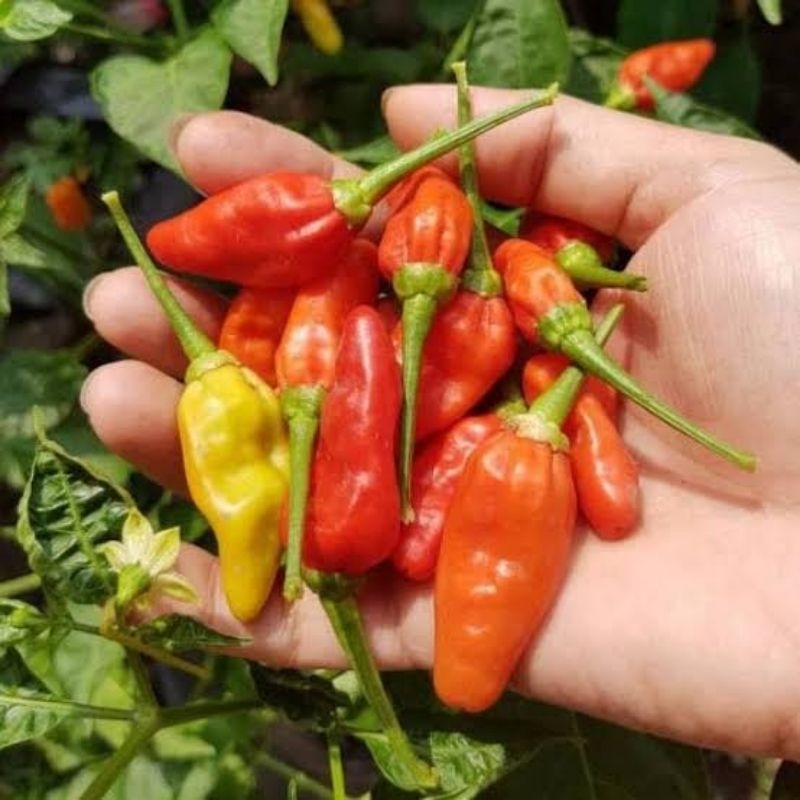 Bibit Cabe Rawit Prentul/cabai setan