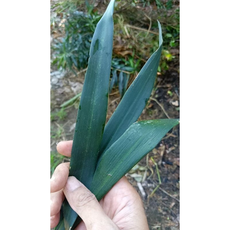 

DAUN SUJI /pandan Betawi