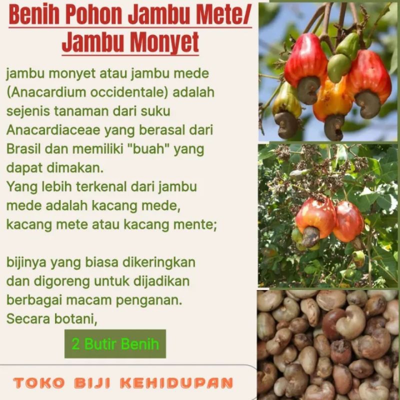 2 BIJI BENIH JAMBU METE/JAMBU MONYET (REPACK)