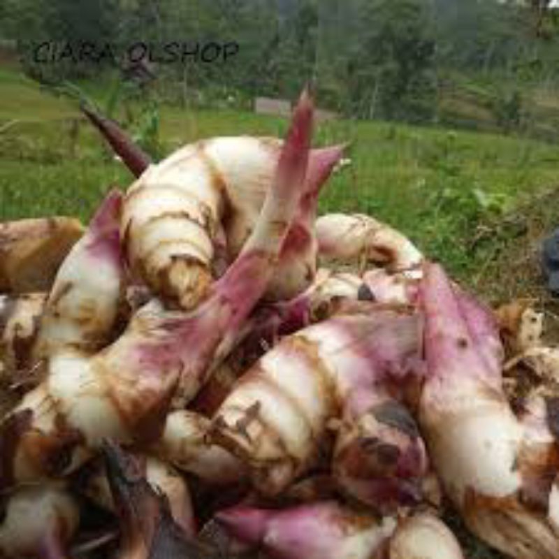 

jual umbi ganyol segar 1kg
