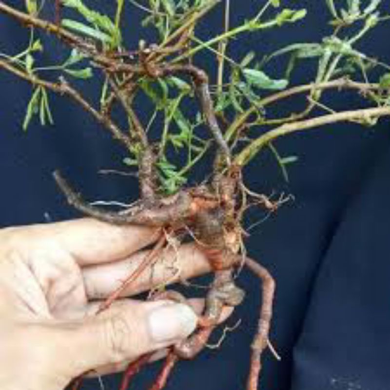 jual akar putri malu untuk bahan bonsai super keren