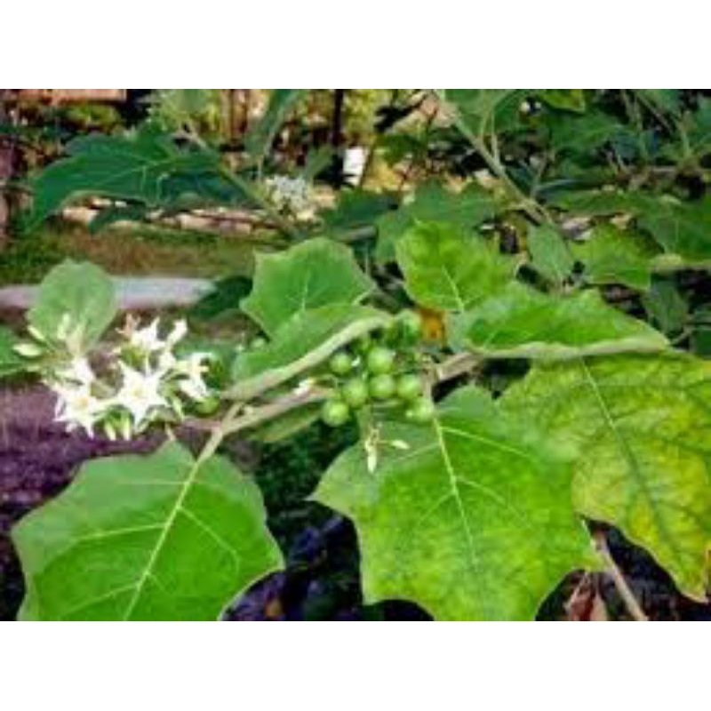 

jual daun takokak segar 1kg