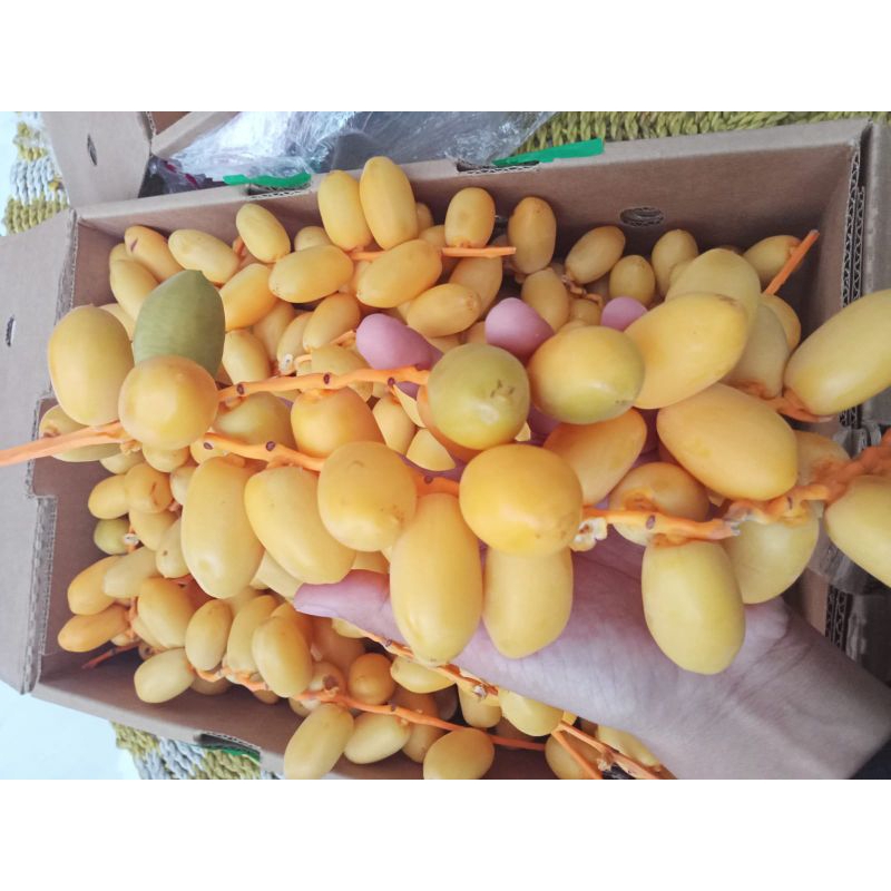 

Kurma Muda Barhee Manis