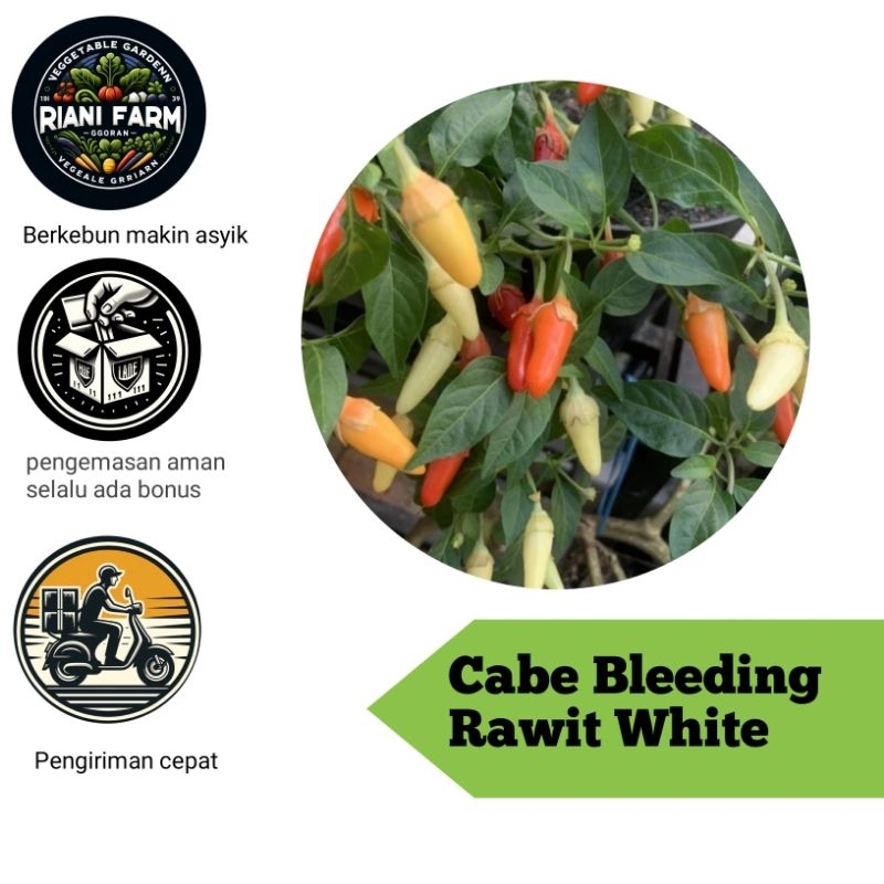 

Cabe Bleending Rawit White